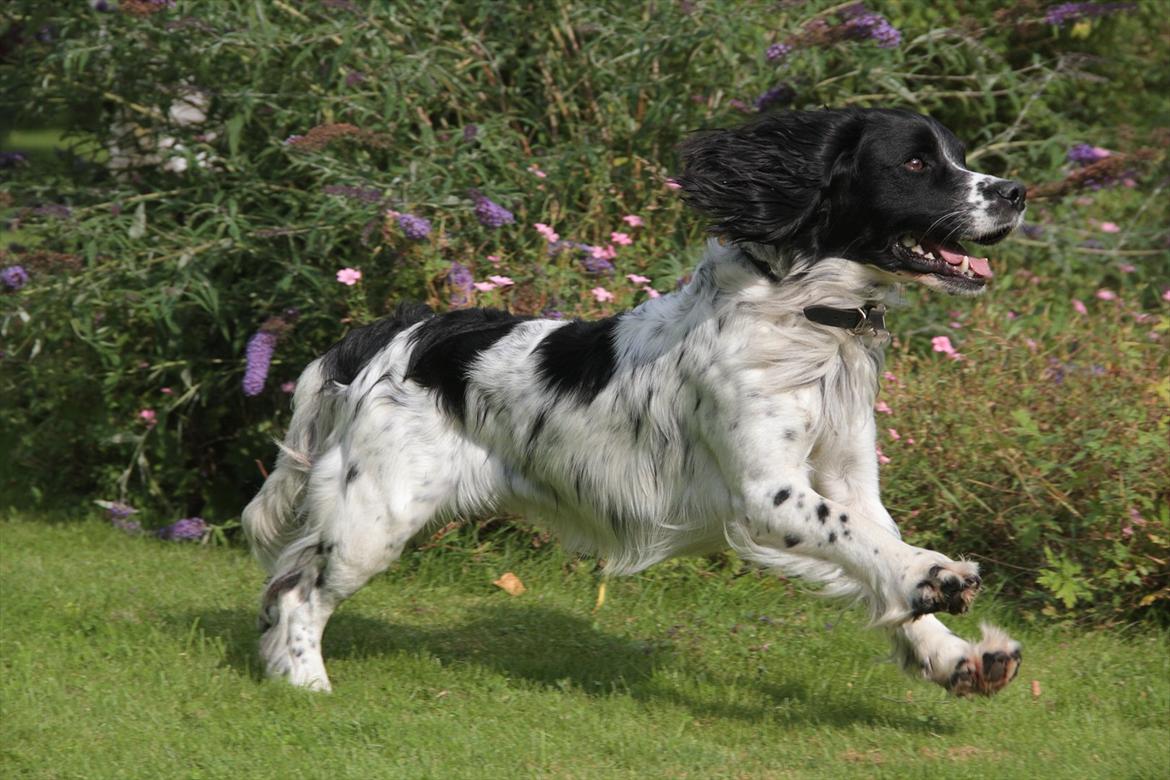 Field spaniel Apache Blue Magic, Figo! billede 9