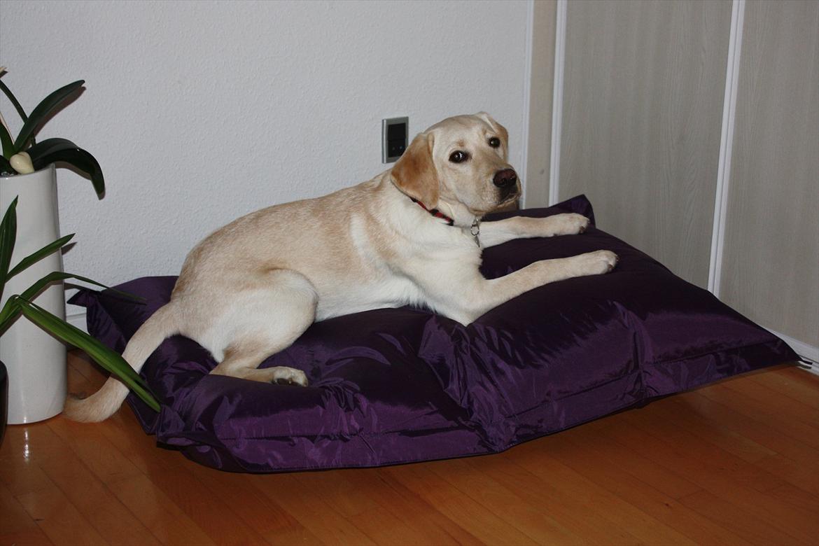 Labrador retriever Tulle billede 10