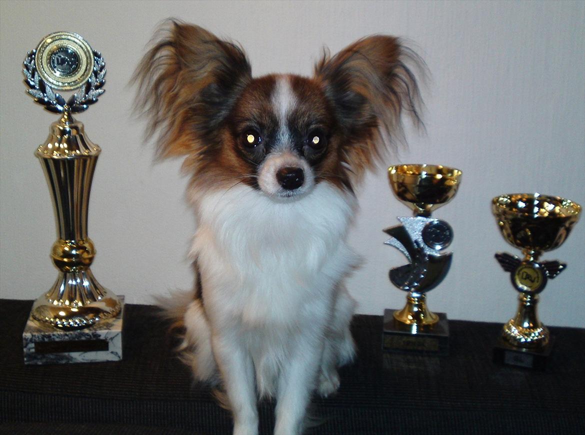 Papillon NA's Molly - Molly's høst indtil videre :) 20.11-2011 billede 16