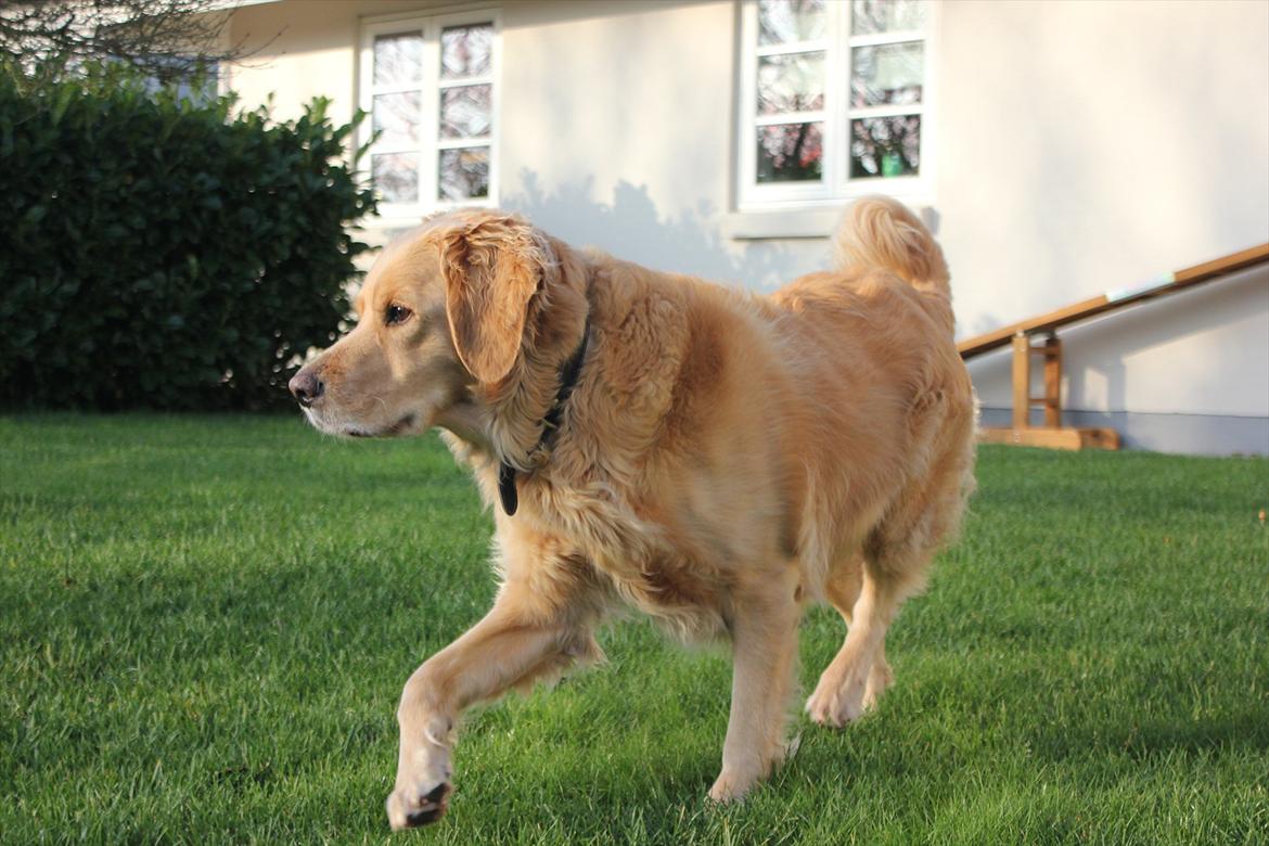 Golden retriever Luffe - Ihhh en smuk hund! :D billede 3
