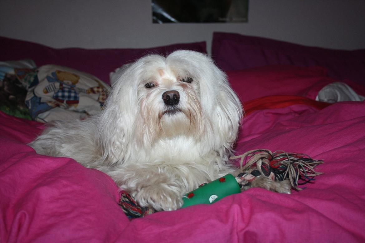 Løwchen Lucy<3 billede 4