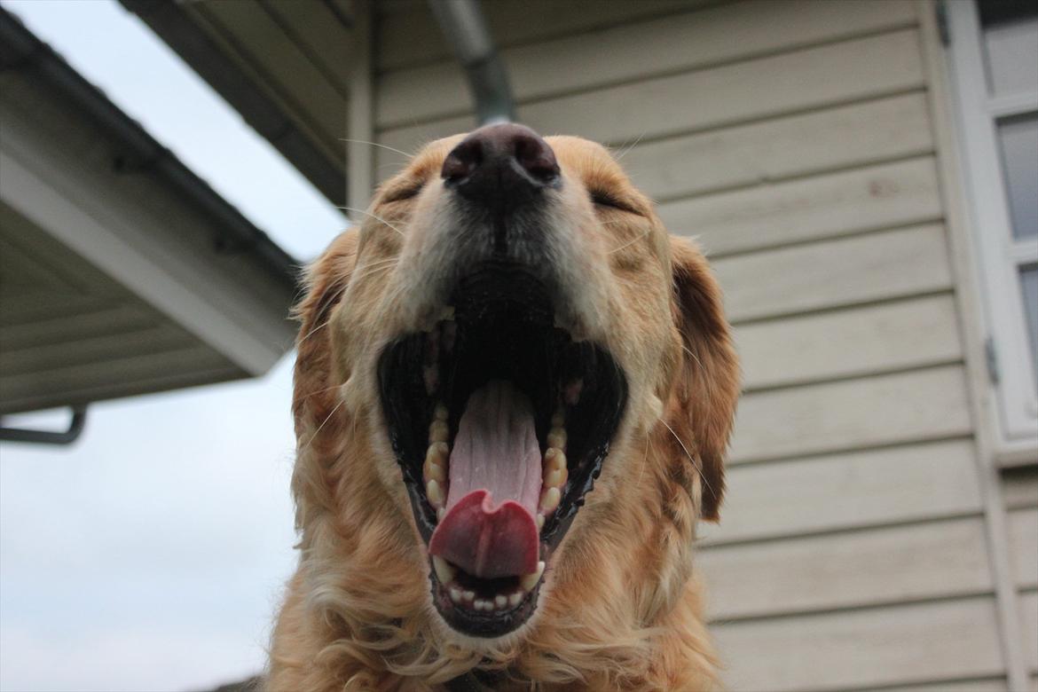 Golden retriever Luffe - Luffe er lidt træt... :p billede 15