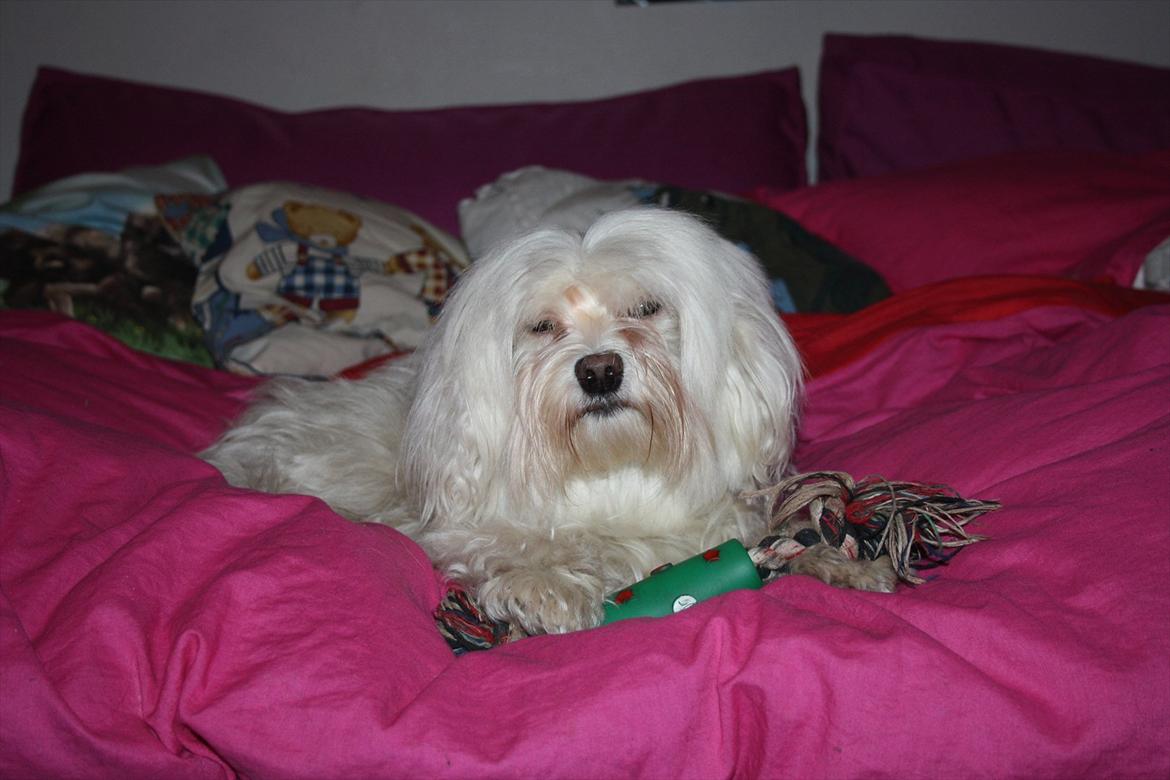 Løwchen Lucy<3 billede 3