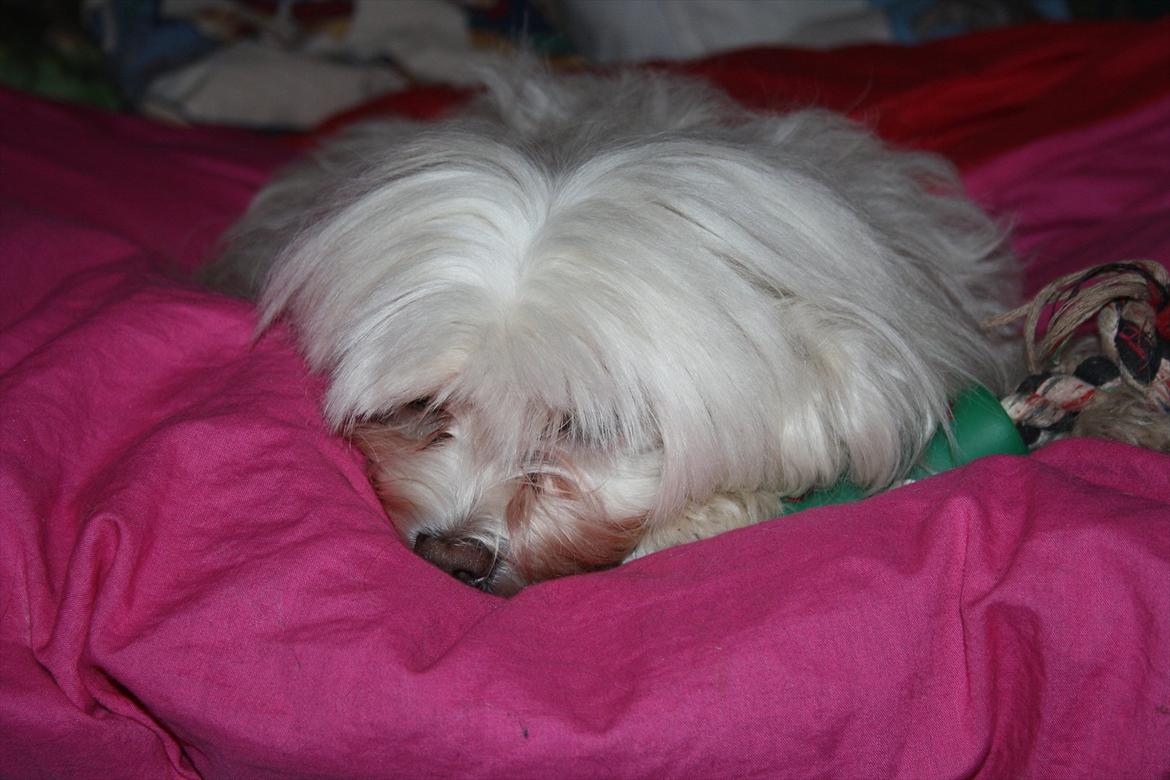 Løwchen Lucy<3 billede 2