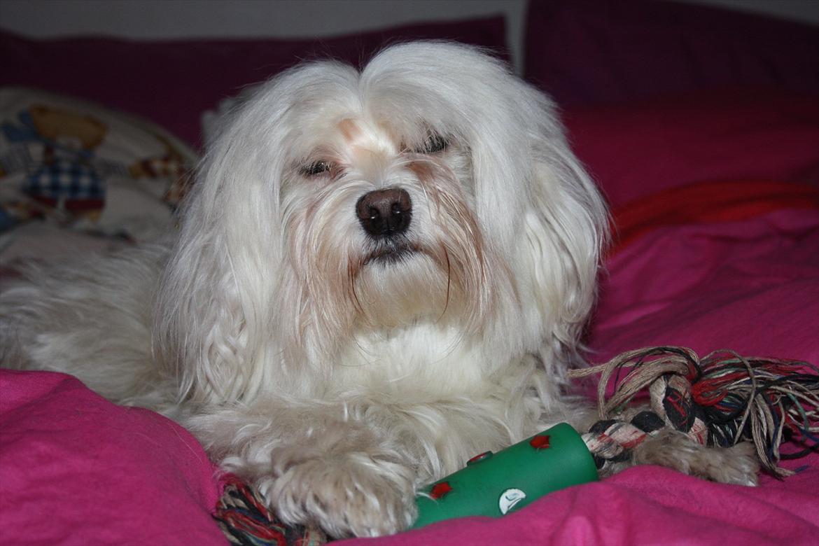 Løwchen Lucy<3 billede 1