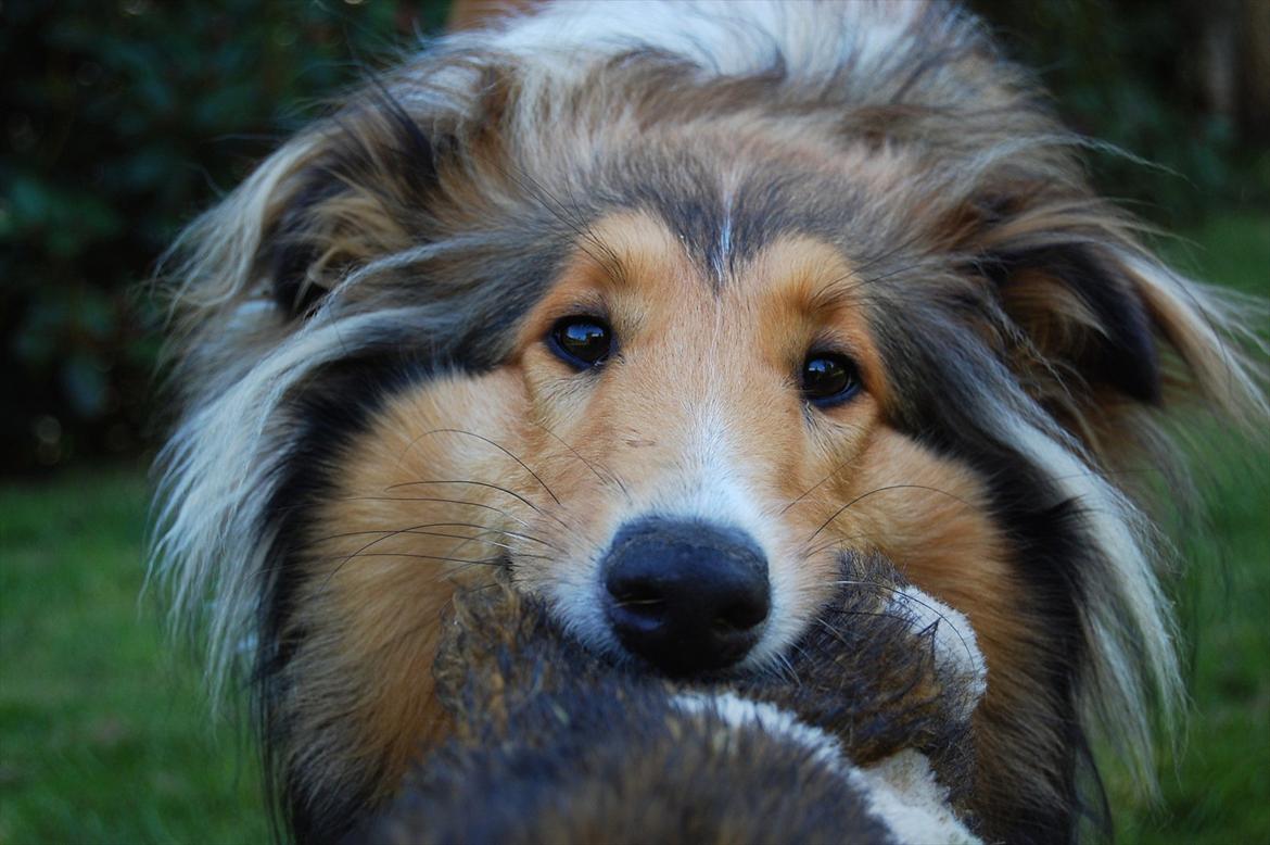 Collie langhåret CHILLI | Prinsessen - Lille nuttede Chilli :-) billede 8