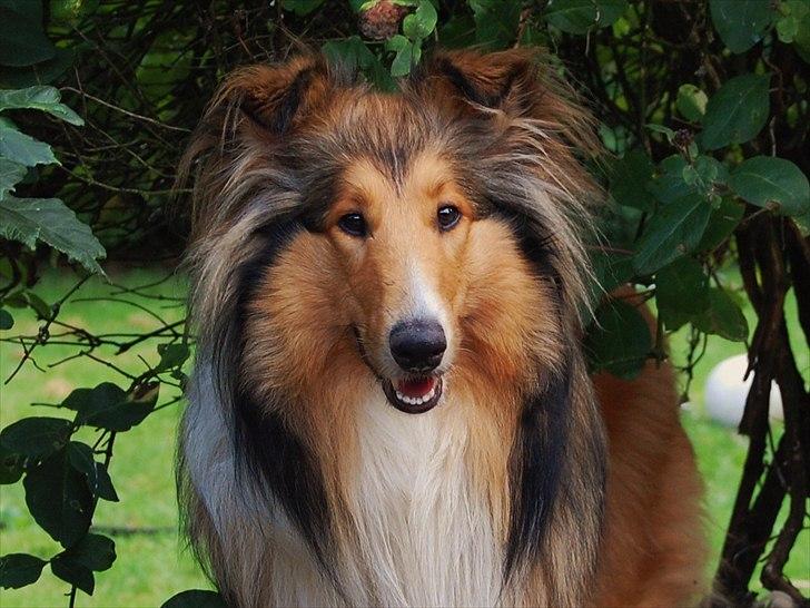 Collie langhåret CHILLI | Prinsessen - Flotte, flotte Chilli :-)
 billede 12