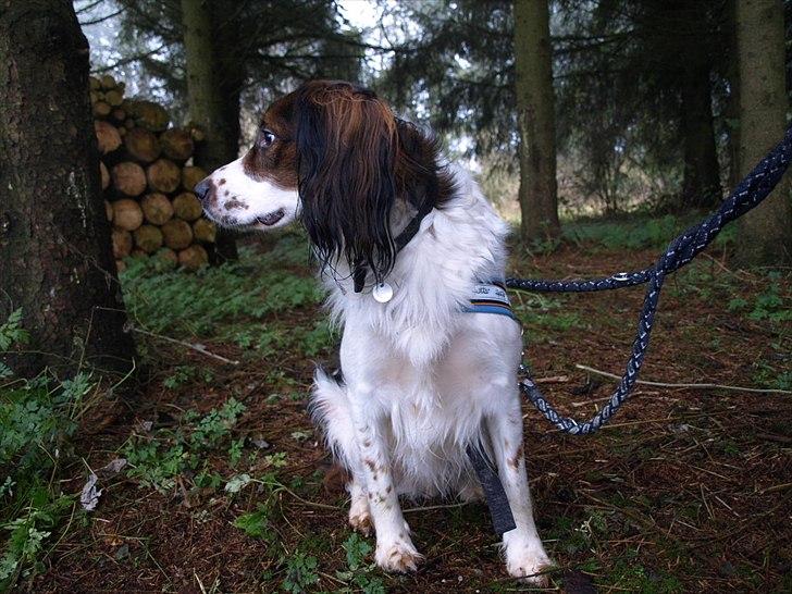 Blanding af racer Balder billede 15