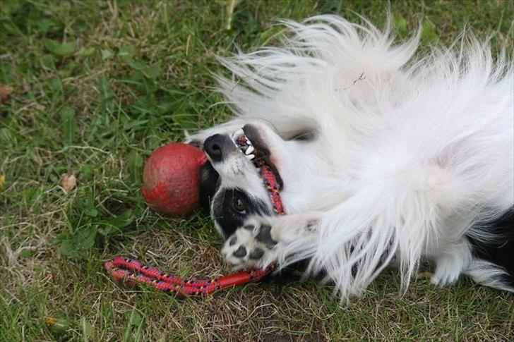 Blanding af racer Chico - Chico i haven, 1 år gl. billede 5