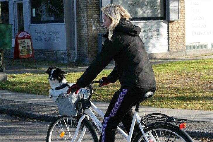 Blanding af racer Chico - Chico på cykeltur :) billede 6