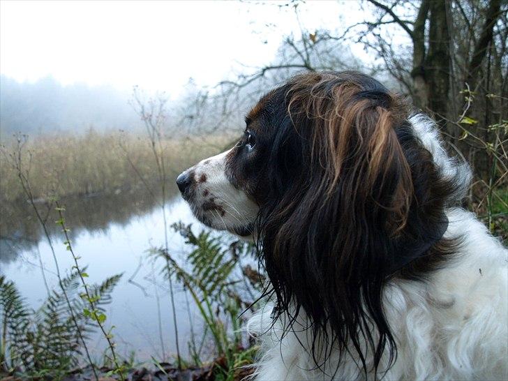 Blanding af racer Balder billede 4