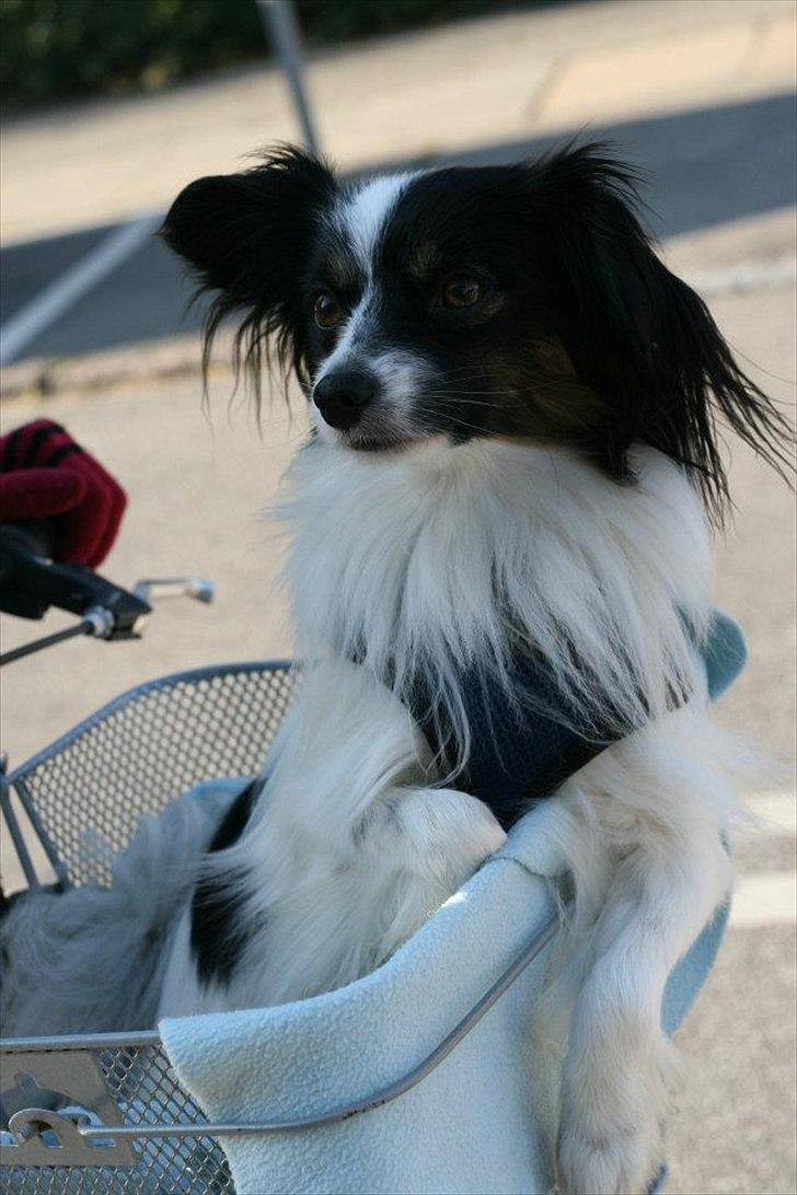 Blanding af racer Chico - Chico har lært at sidde pænt i cykelkurven billede 7
