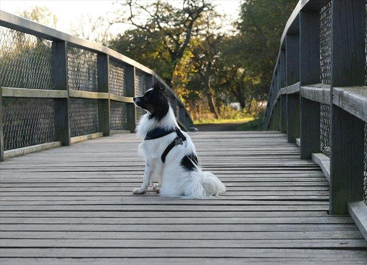 Blanding af racer Chico - Chico 1½ år gl. billede 8