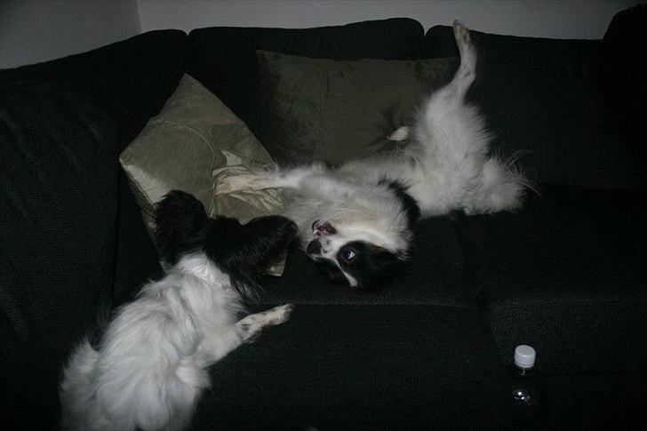 Blanding af racer Chico - Chico leger med Papillonhvalp 2011 billede 9