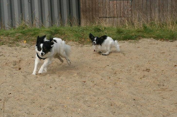 Blanding af racer Chico - Chico leger ta' fat med Papillonhvalp billede 10