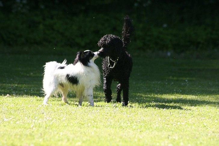 Blanding af racer Chico - Chico møder fremmed hanhund billede 11