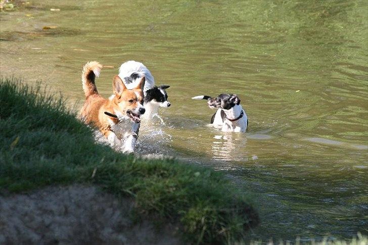 Blanding af racer Chico - Chico bader 2011 billede 12