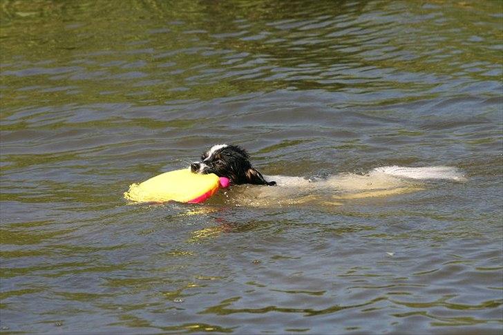 Blanding af racer Chico - Svømning ved Hareskoven billede 13
