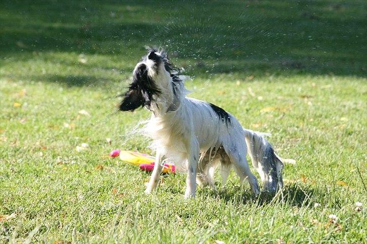Blanding af racer Chico - Rystetur efter svømmetur, sommeren 2011 billede 14