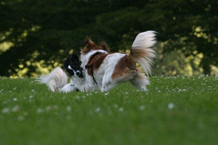 Blanding af racer Chico - Hundeleg billede 15