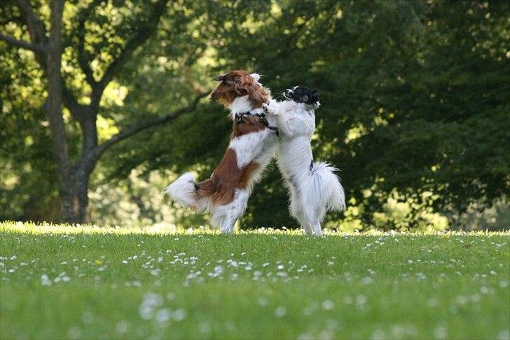 Blanding af racer Chico - Chico leger med en sød tæve, 2011 billede 16