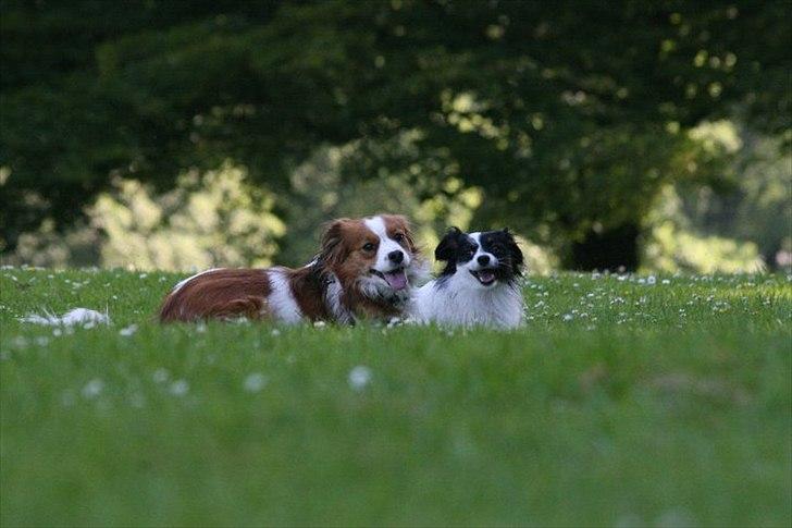 Blanding af racer Chico - Chico og den anden hund blev hurtigt perlevenner :) billede 17