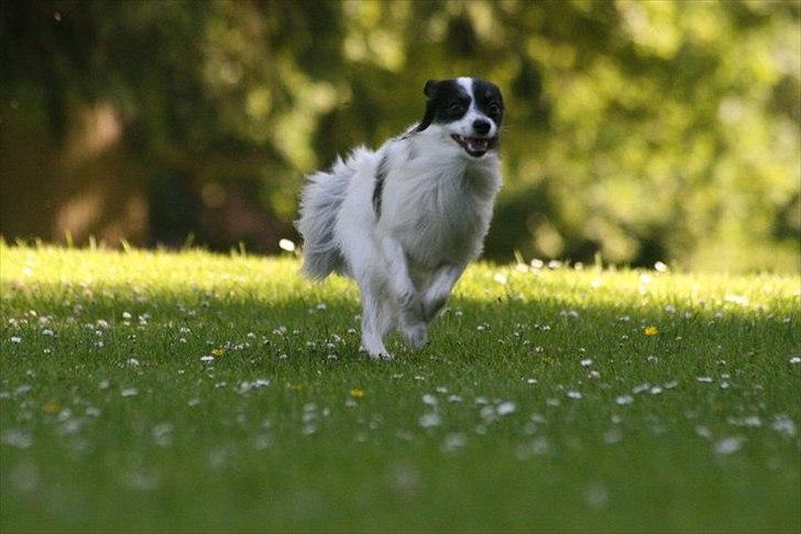 Blanding af racer Chico - Fart over feltet billede 18