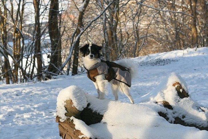 Blanding af racer Chico - Chico i sneen, vinter 2010/2011 billede 19