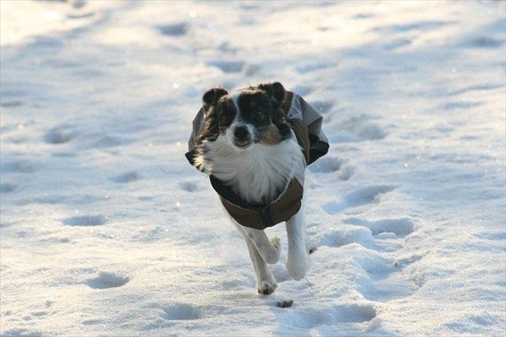 Blanding af racer Chico - Chico på løbetur i sneen billede 20