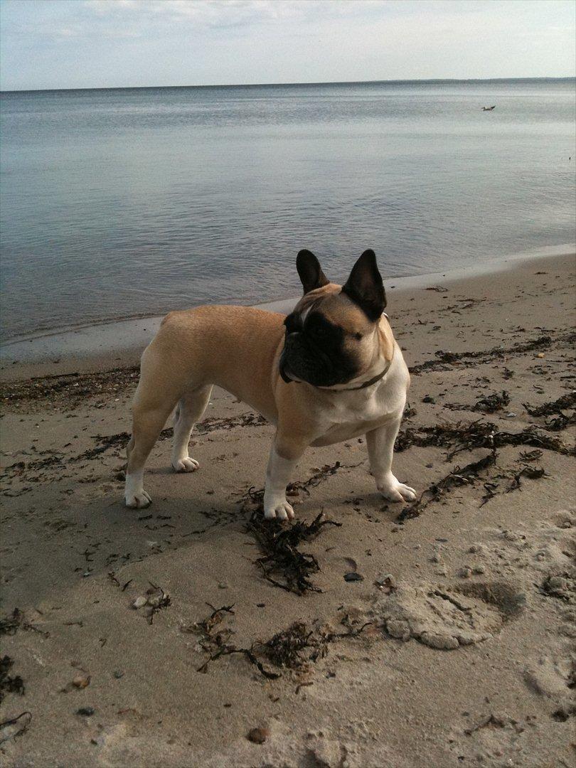 Fransk bulldog Alma Rosina billede 19