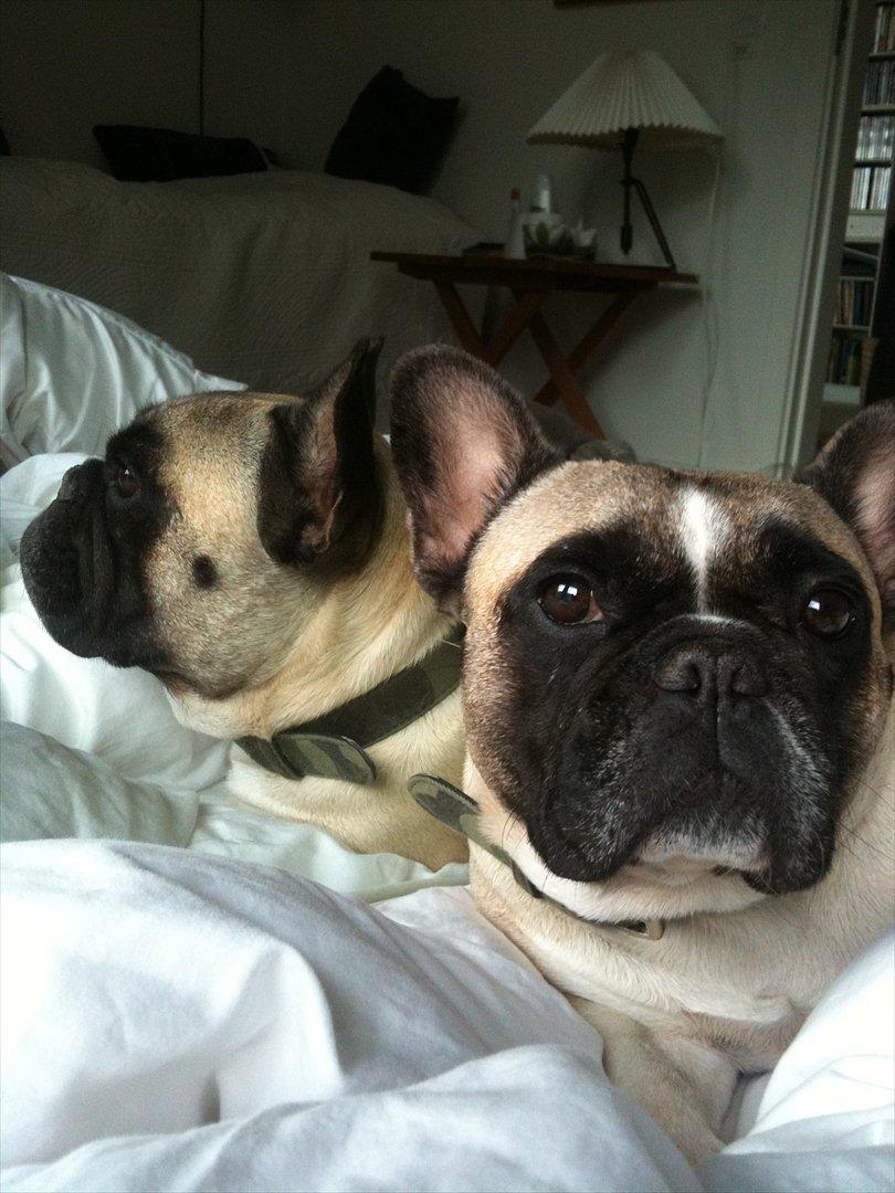 Fransk bulldog Alma Rosina billede 20