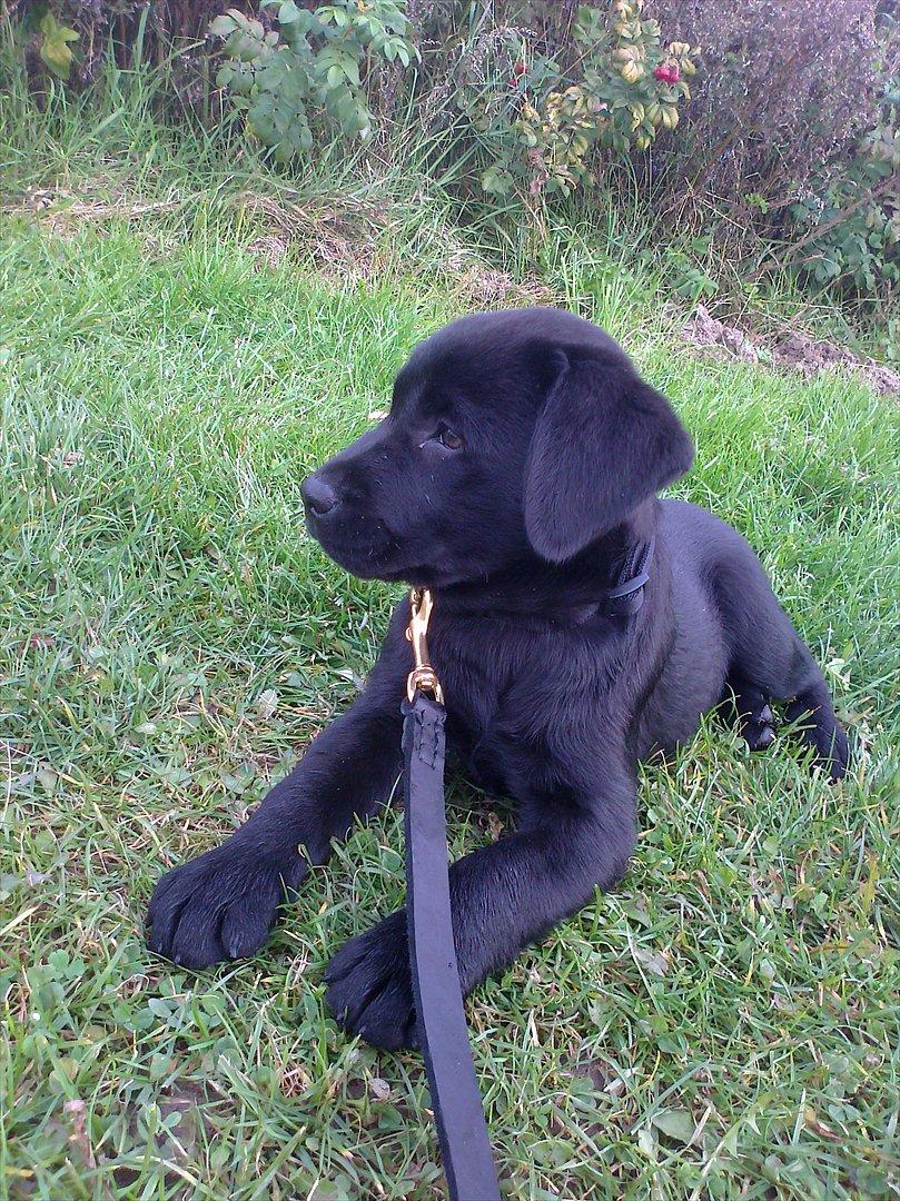 Labrador retriever Tess billede 3
