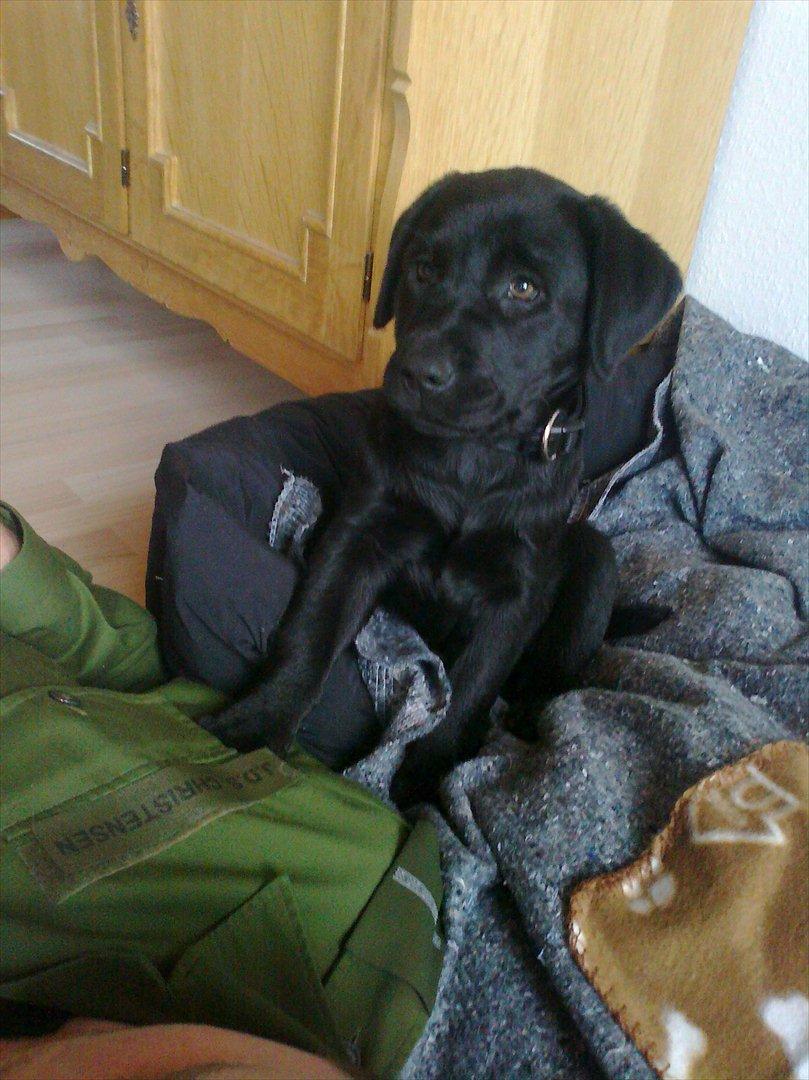 Labrador retriever Tess billede 4