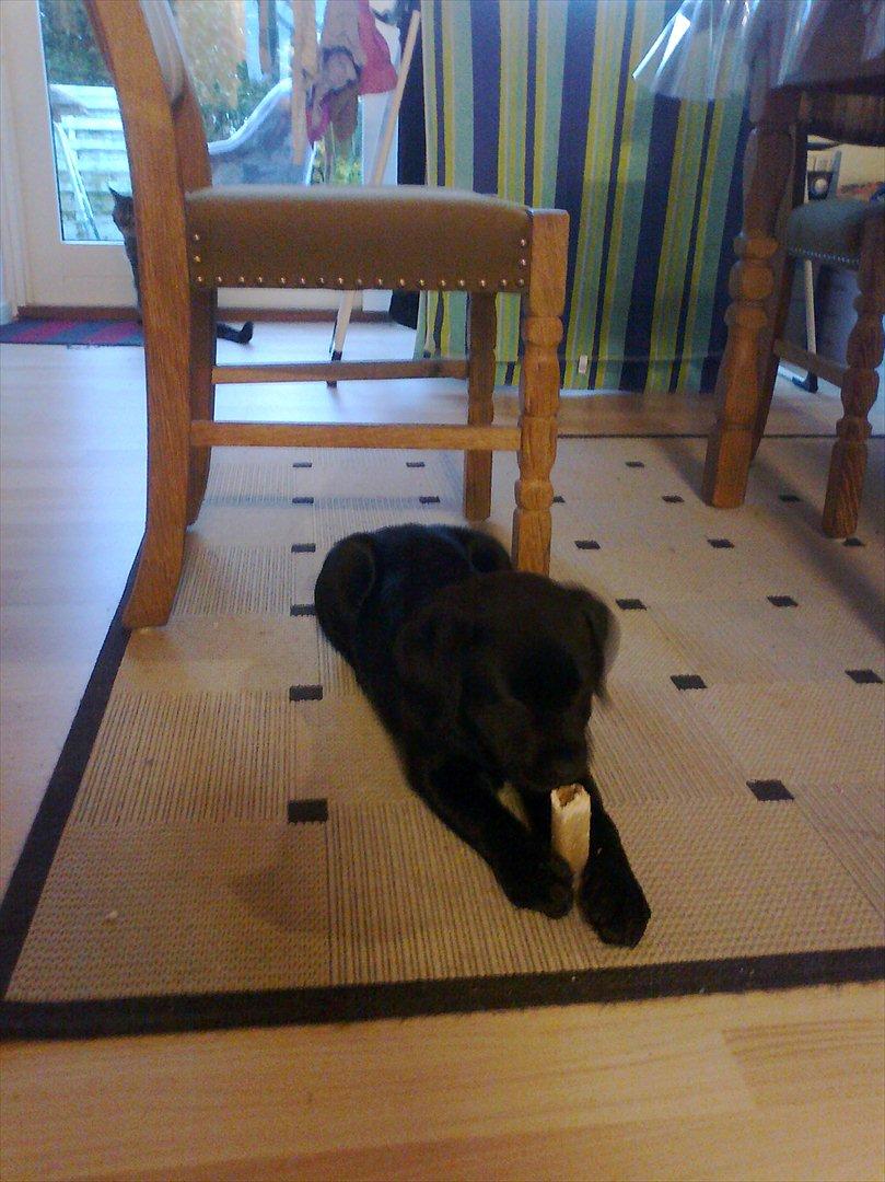 Labrador retriever Tess billede 5