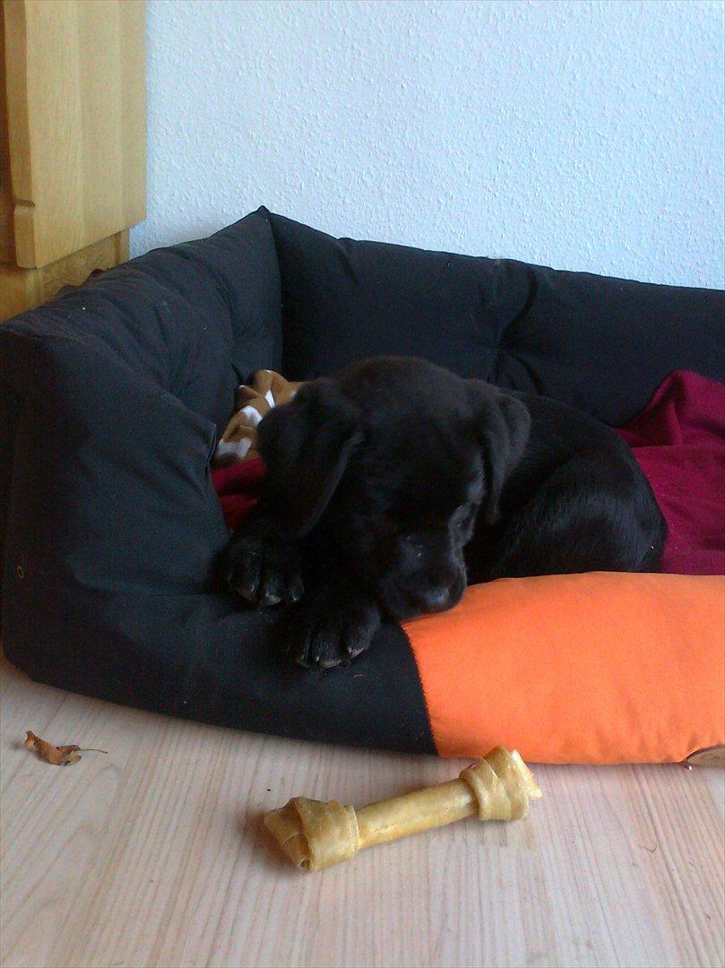 Labrador retriever Tess billede 6