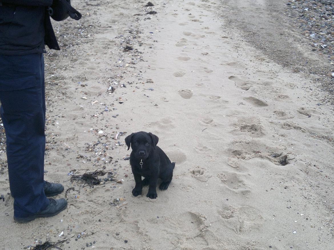 Labrador retriever Tess billede 7