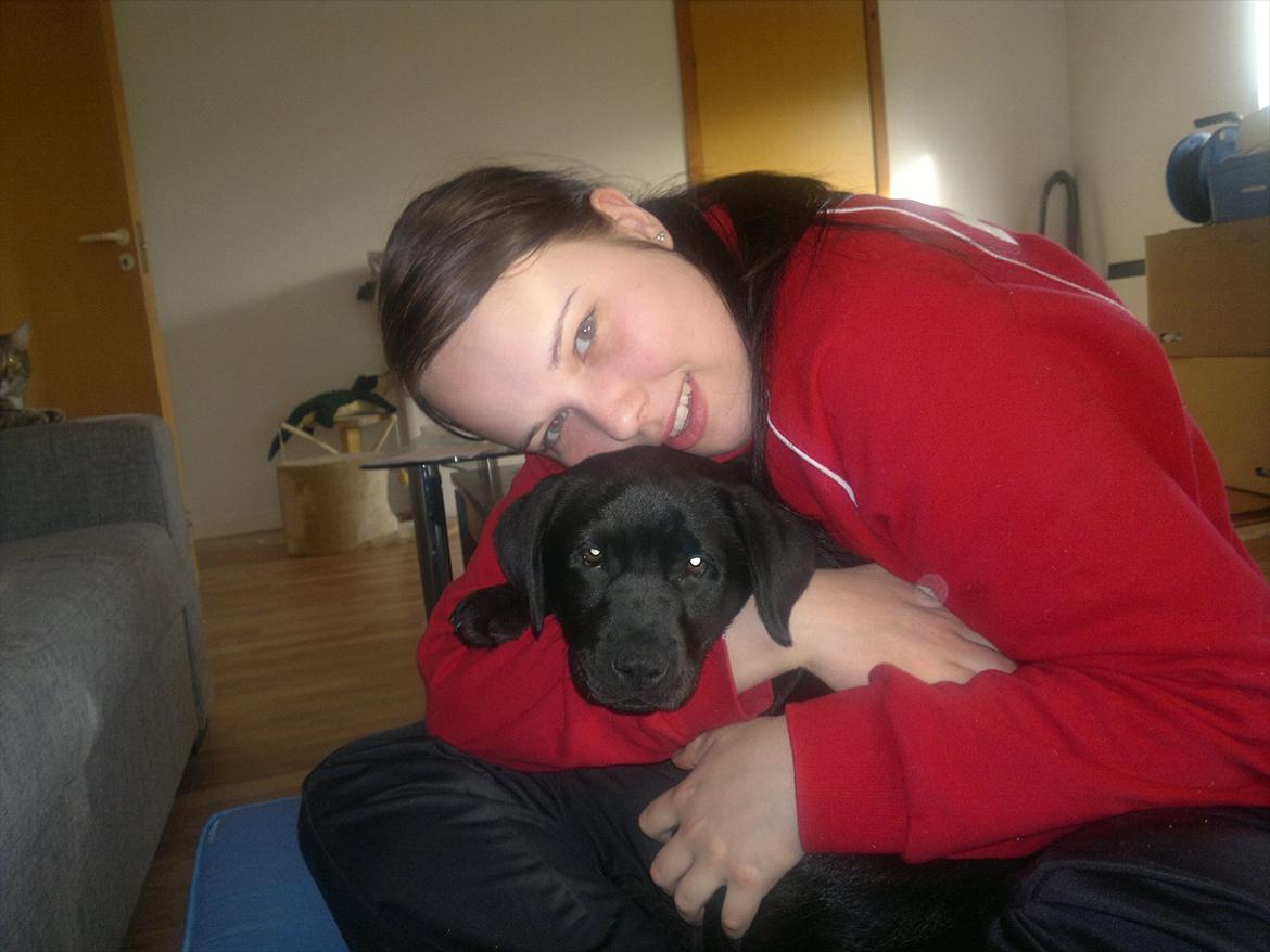 Labrador retriever Tess billede 8