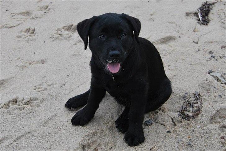 Labrador retriever Tess billede 2