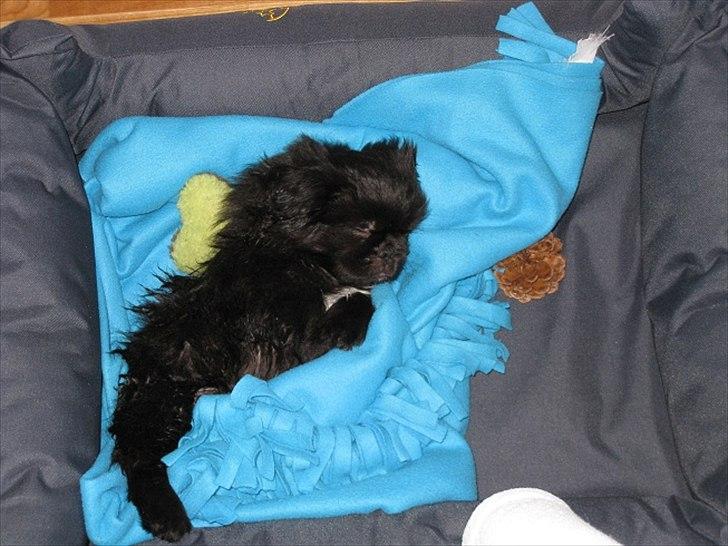 Pekingeser Milas (Elvis) - Efter 1. bad trænger man til en lur. billede 7