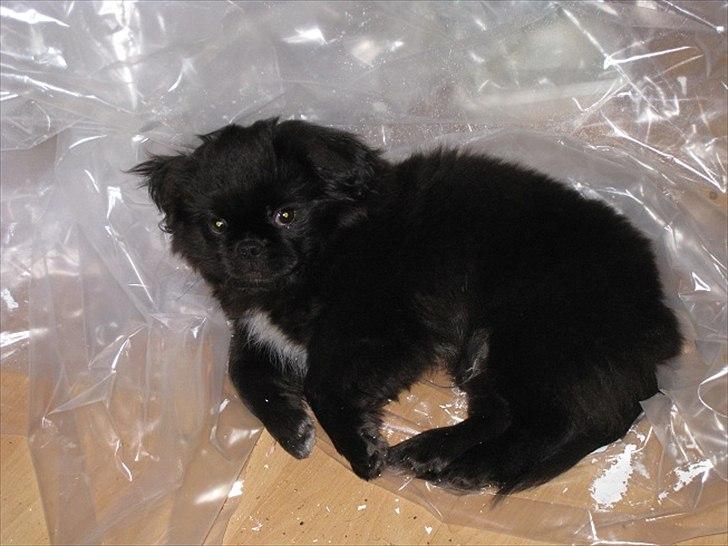 Pekingeser Milas (Elvis) - Man bliver lidt træt af al det malerarbejde.
 billede 8