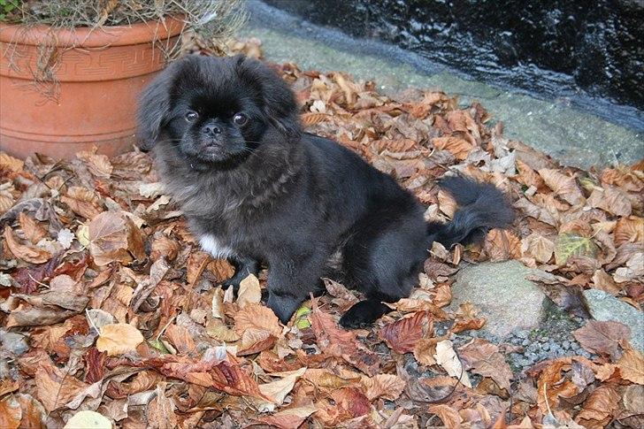 Pekingeser Milas (Elvis) billede 9