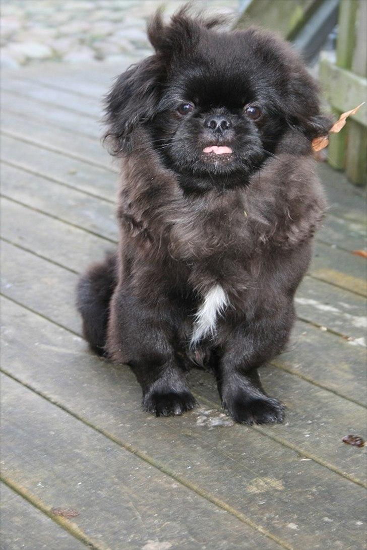 Pekingeser Milas (Elvis) billede 5