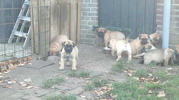 Bullmastiff Courtney's Pride Never Say Never * Missy * - 4 uger billede 9