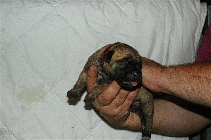 Bullmastiff Courtney's Pride Never Say Never * Missy * - 1 uge billede 3