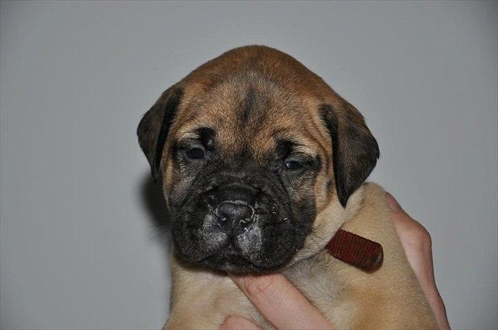 Bullmastiff Courtney's Pride Never Say Never * Missy * - 3 uger billede 5