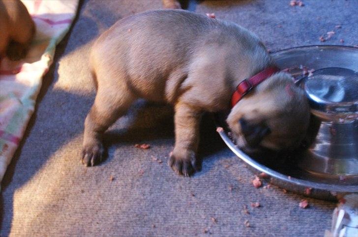 Bullmastiff Courtney's Pride Never Say Never * Missy * - 2 uger billede 4