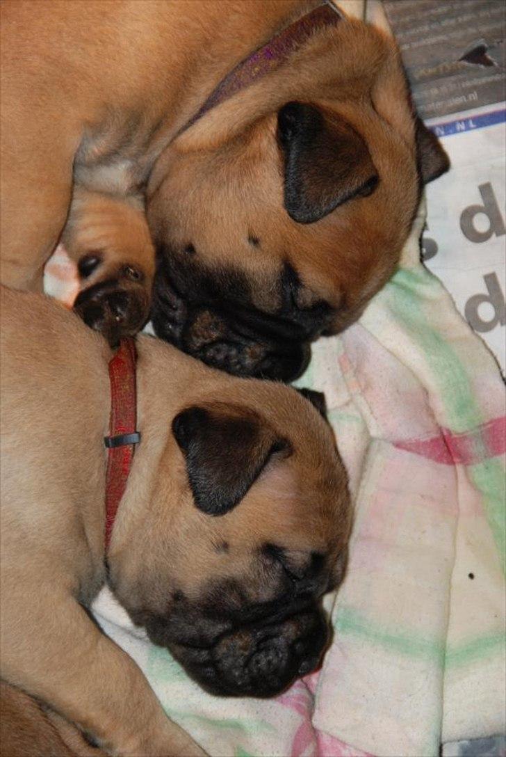 Bullmastiff Courtney's Pride Never Say Never * Missy * - 3 uger billede 7