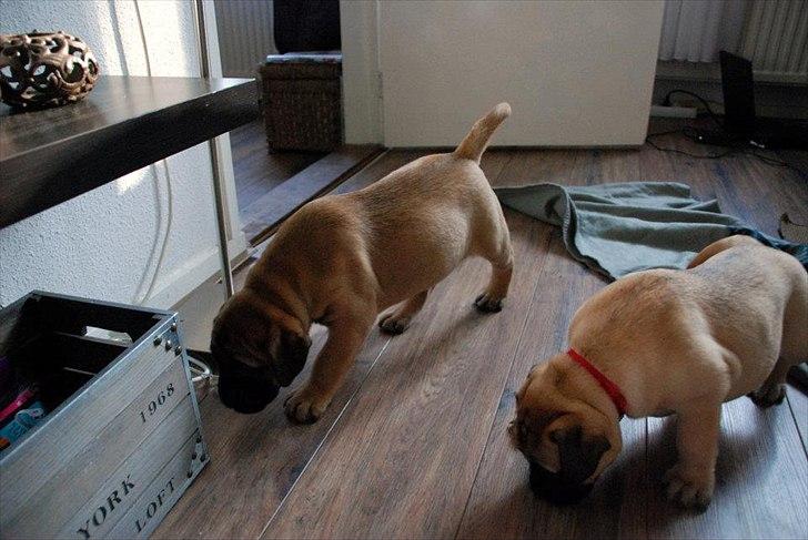 Bullmastiff Courtney's Pride Never Say Never * Missy * billede 12