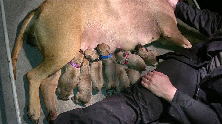 Bullmastiff Courtney's Pride Never Say Never * Missy * - 1 dag gammel billede 2