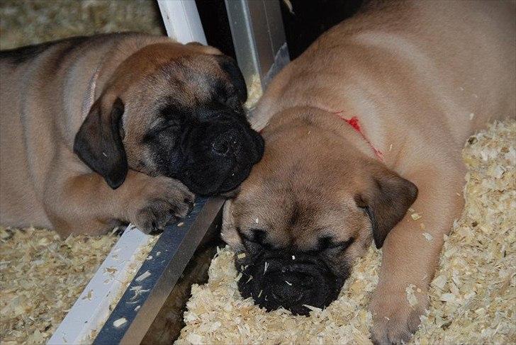 Bullmastiff Courtney's Pride Never Say Never * Missy * billede 15